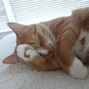 Meet your Posher, Andrea